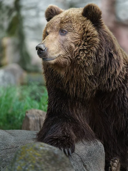 Photo Kamchatka Brown Bear — Stock fotografie