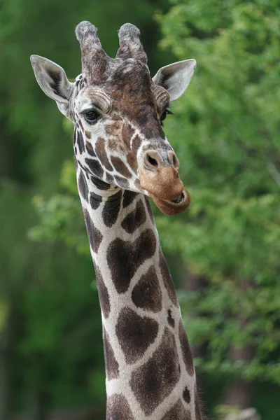 Resimli Zürafa Fotoğrafı — Stok fotoğraf