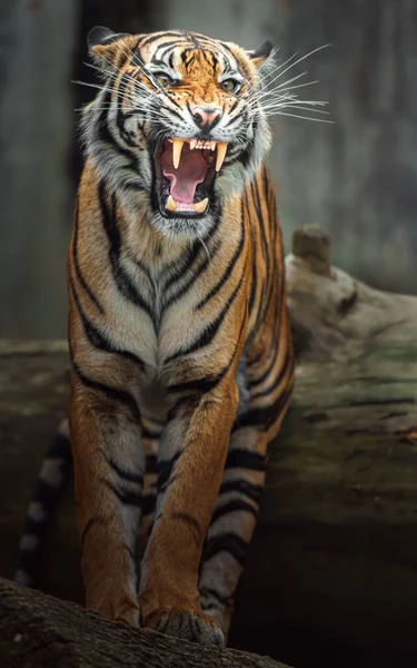 Tigre Sumatra Zoológico — Foto de Stock