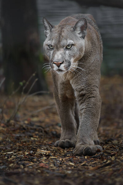 Portrait of Cougar in zoo