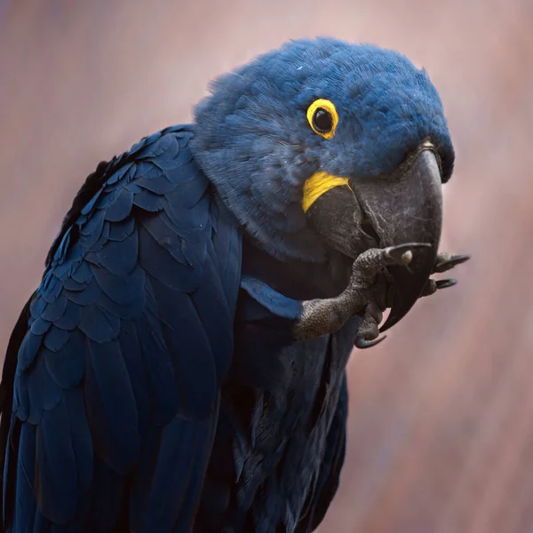 Hyacinth Macaw Zoo — 스톡 사진