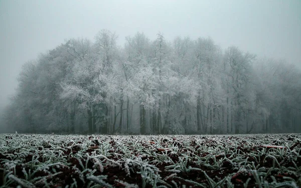 Κατεψυγμένα Δάσος Χειμώνα — Φωτογραφία Αρχείου