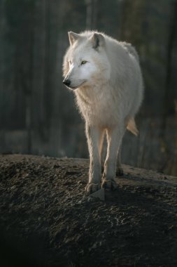 Hayvanat Bahçesi kutup kurdu