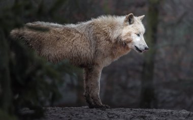 Hayvanat Bahçesi kutup kurdu