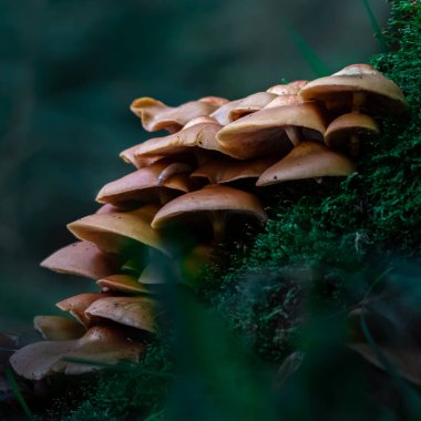 Mushrooms in forest in moss