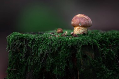 Ormandaki defne bolete