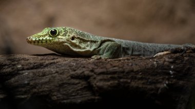Portrait of Phelsuma standingi