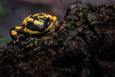 Portrait of Fire salamander