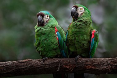 Portrait of Chestnut-fronted macaw