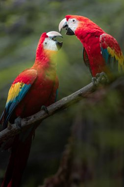 Portrait of Ara arakanga