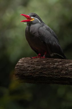 Portrait of Inca tern