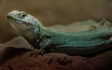 Portrait of Timon pater