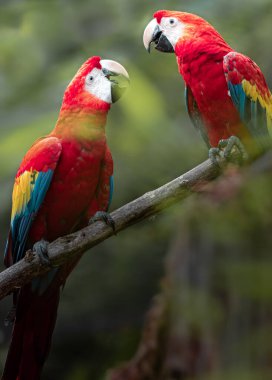 Portrait of Ara arakanga