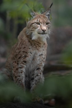 Bayağı vaşak portresi