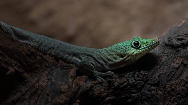 Portrait of Phelsuma standingi