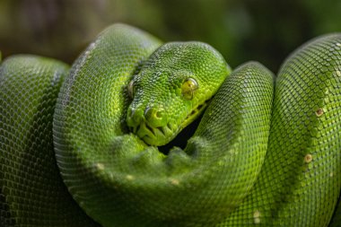 Portrait of Green tree python