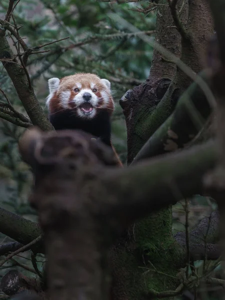 Red Panda Portresi — Stok fotoğraf