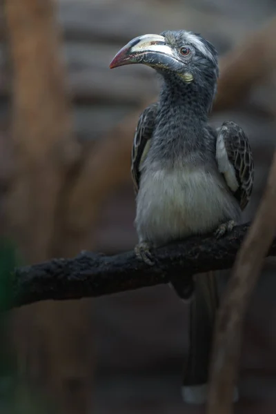 Portrait African Grey Hornbill — 스톡 사진