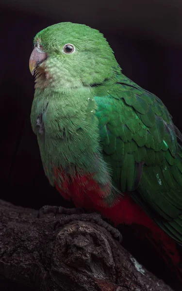 Portrait Australian King Parrot — Stockfoto