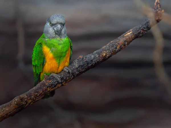 Retrato Papagaio Senegal — Fotografia de Stock