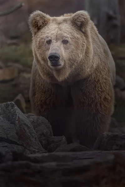 Portrét Himálajský Medvěd Hnědý — Stock fotografie