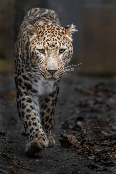 Retrato Leopardo Persa —  Fotos de Stock