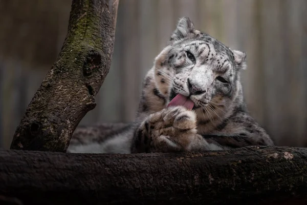 Leopardo Nieve Irbis Zoológico —  Fotos de Stock