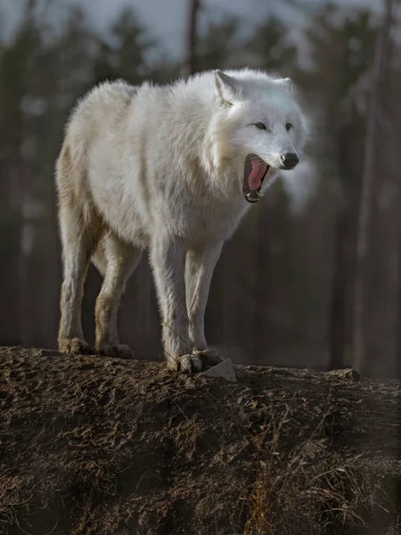 Αρκτική Λύκος Στο Ζωολογικό Κήπο — Φωτογραφία Αρχείου