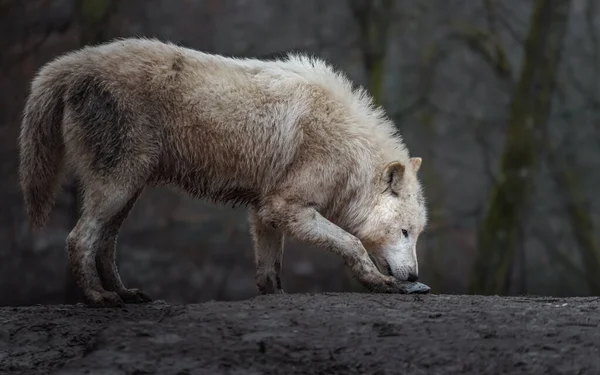 Lobo Ártico Zoo —  Fotos de Stock
