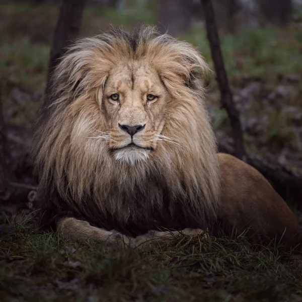 Katanga Lion Zoológico —  Fotos de Stock