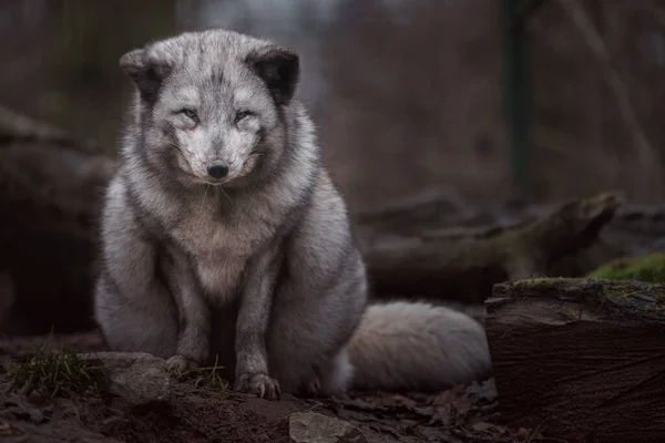 Arctic Fox Zoo — Φωτογραφία Αρχείου