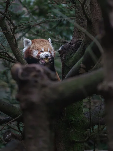 Panda Rojo Zoológico —  Fotos de Stock