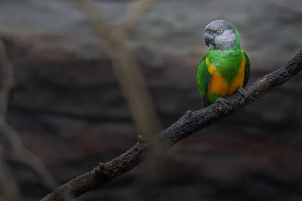 Senegal Papegoja Djurpark — Stockfoto