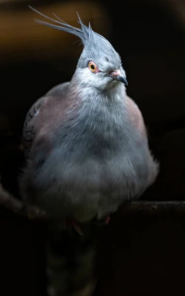동물원에서 사육하는 비둘기 — 스톡 사진