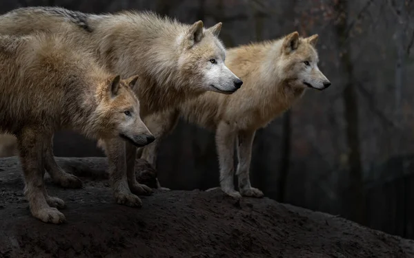 Loup Arctique Dans Zoo — Photo