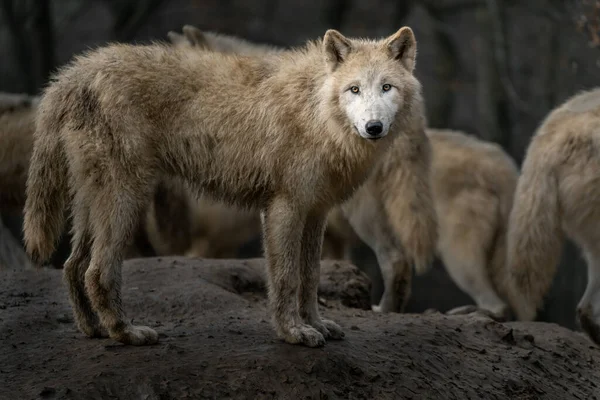 Αρκτική Λύκος Στο Ζωολογικό Κήπο — Φωτογραφία Αρχείου