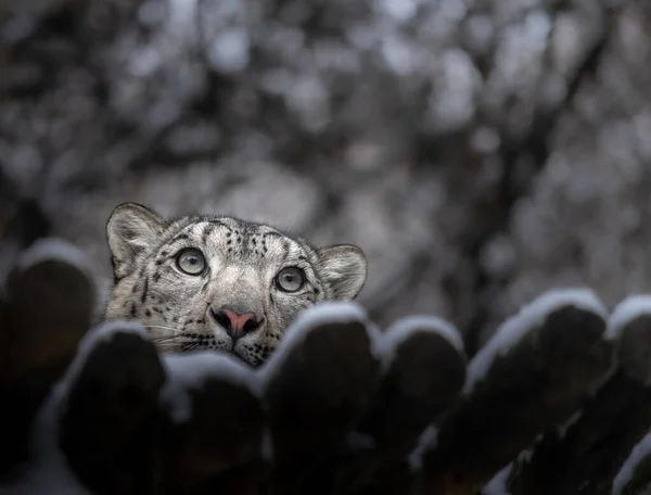 Snow Leopard Irbis Zoo — Φωτογραφία Αρχείου