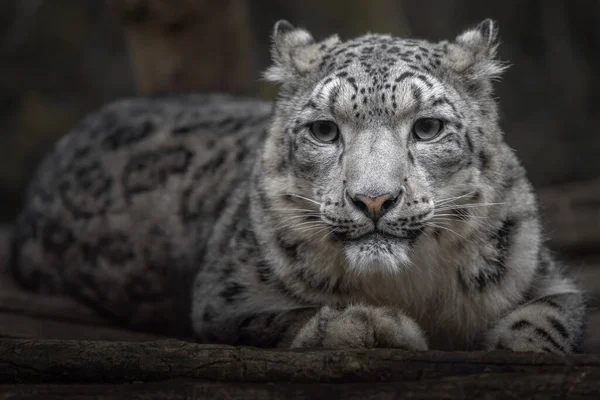 Snow Leopard Irbis Zoo —  Fotos de Stock