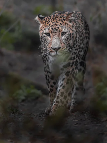 Leopardo Persa Zoológico —  Fotos de Stock