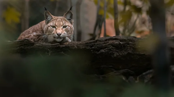 Lynx Eurasien Dans Zoo — Photo