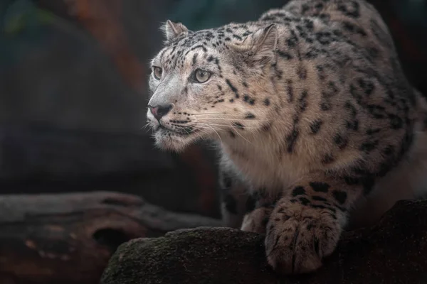 Snow Leopard Irbis Zoo —  Fotos de Stock
