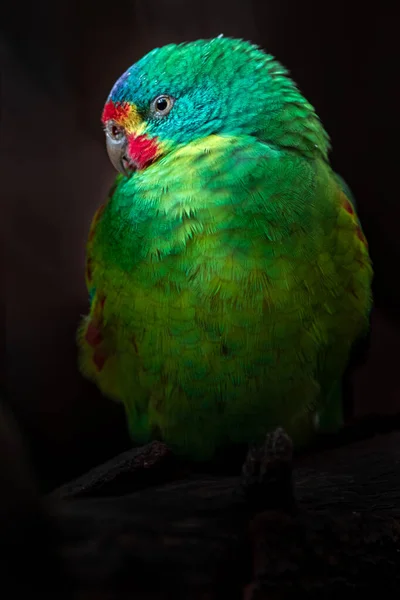 Swift Parrot Zoo — Stockfoto