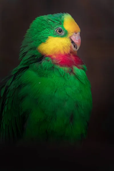 Fantastisk Papegoja Djurparken — Stockfoto