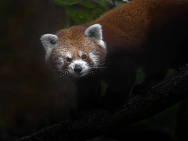 動物園のレッサー パンダ — ストック写真