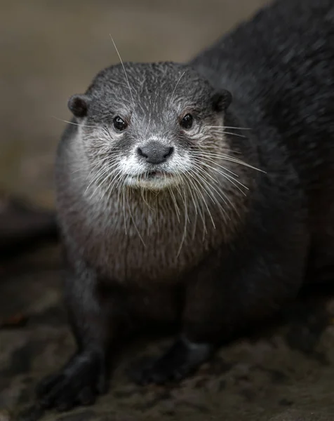 Asian Small Clawed Otter Zoo — 스톡 사진