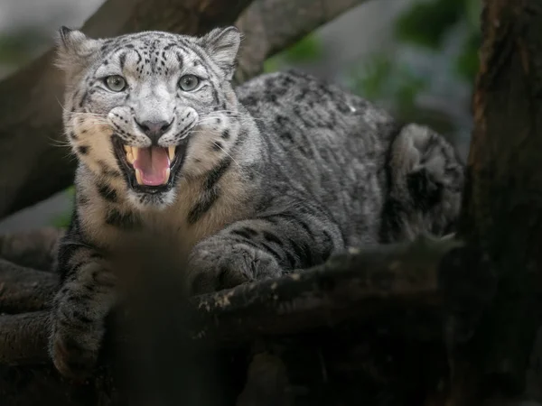Snow Leopard Irbis Zoo — 스톡 사진