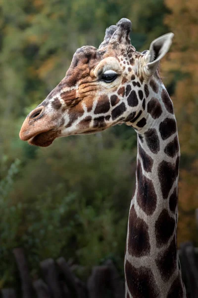 Hayvanat Bahçesi Retiküle Zürafa — Stok fotoğraf