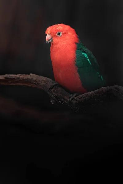 Porträtt Australisk Kung Papegoja — Stockfoto