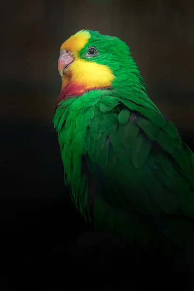 Portrait Superb Parrot — Stockfoto