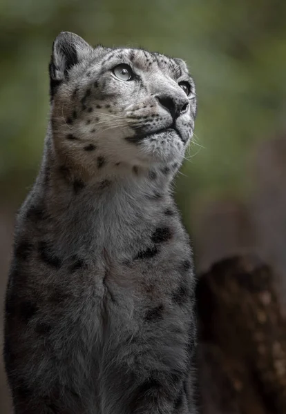 Portrait Snow Leopard Irbis — Foto Stock
